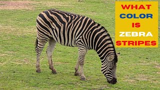What Color is Zebra Stripes? 🤔🦓💖😍💛💚💜🧡👍👌🥳👏🤩🏆💙 #Animals #Stripes #Zebras #Wildlife #Nature #subscribe