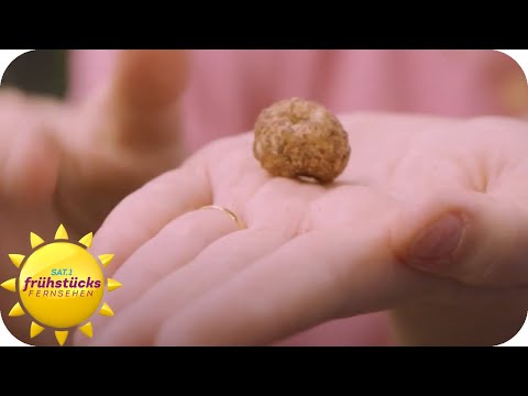 Gute News: "Wie schmeckt die Zukunft?" - Anna auf der "grünen Woche" | SAT.1 Frühstücksfernsehen