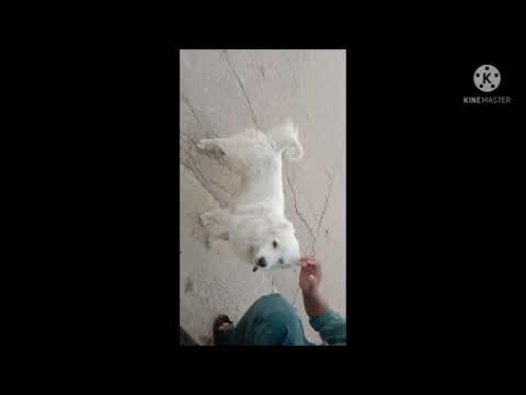 little beautiful dog 🐕 3