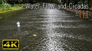 [4K] 斧乃木ちゃんと水の流れ眺めながらリラックスする1時間。Relaxing video of Road Water Flow and Cicadas, Uji.