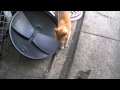 Orange Tabby Meow