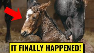 First Foal Birth | You Made Us Wait Long Enough!