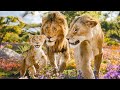 Mufasa The Lion King Milele Croatian