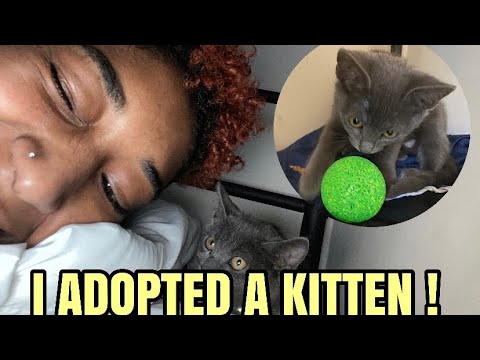 I ADOPTED A KITTEN !! *9 weeks old*