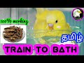How To Make Your Birds To Take Bath Tamil