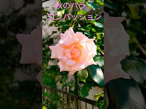 つるバラ「コンパッション」 植物