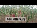 Hybrid Chilli Agniparva Performance In Farmer Field