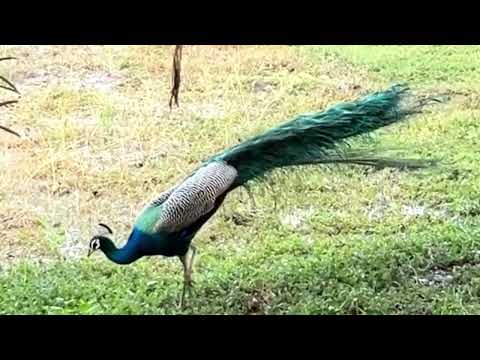 📍 NAGPUR #travel #peacock #youtube