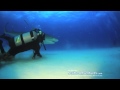 MAN PETS TIGER SHARK! 