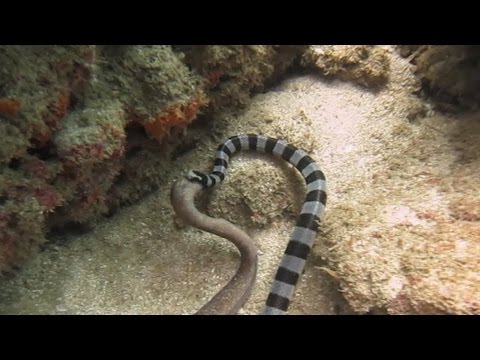 被海水圍繞怎麼喝淡水？讓海蛇來告訴你 - 國家地理雜誌官方網站｜探索自然、科學與文化的最佳權