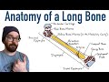 Anatomy of a Long Bone