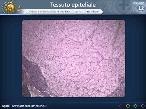 Histology 12 - Pituitary and pineal gland