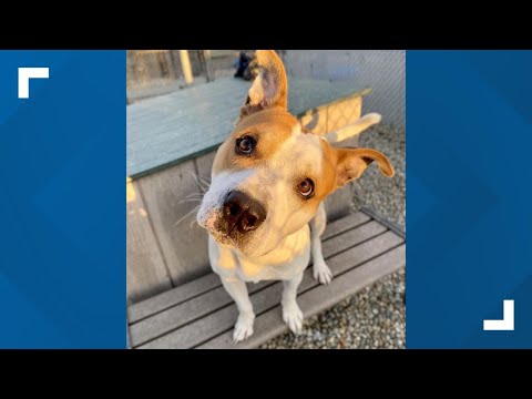 Pets of the Week: 12-20-2025 - YouTube