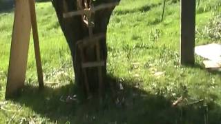 dog climbs tree with much hesitation