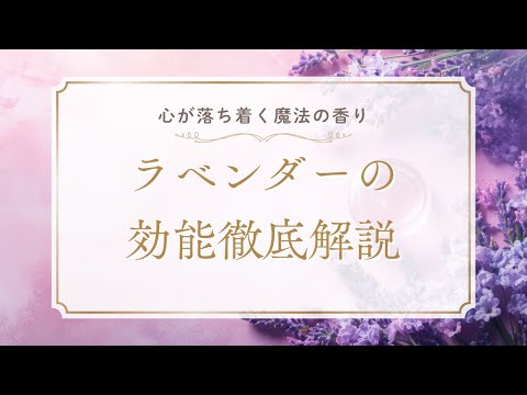 医療ビジネス薬科学科 【心が落ち着く魔法の香り】ラベンダーの効能徹底解説