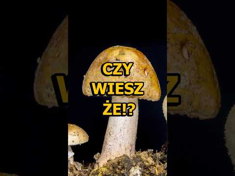 Zbierasz grzyby? Zobacz kultury grzybobrania poza granicami Polski! #grzybobranie #ciekawostki