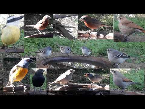 #127 Piojito tiquitiqui Brasita de fuego Hornero Naranjero Benteveo Tordo renegrido y musico 220926B