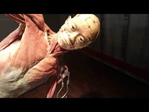 Human Bodies Exhibit - Las Vegas
