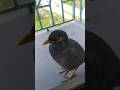 শালিক পাখী INDIAN MYNA COMMON MYNA CLOSE UP Shorts
