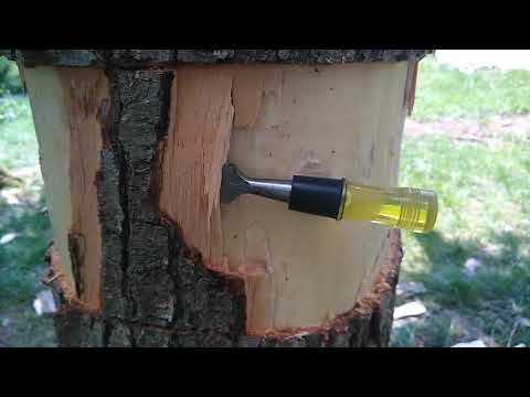 How to kill a tree without cutting it down--Tree Girdling or Ring-Barking (Beats by Big O)