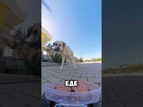 Этот мальчик напугал голодную собаку 😨 #short