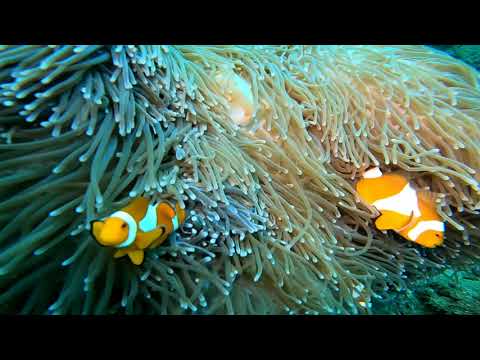 Happy Dive - Malalayang #Sashimi #Diver's