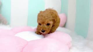 トイプードルの動画01