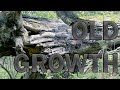 Is Old-Growth Worth It?