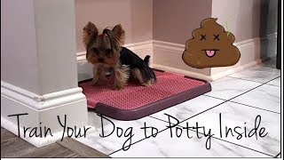 Potty Training Your Dog 101 | Indoor Potty Training | Part Two