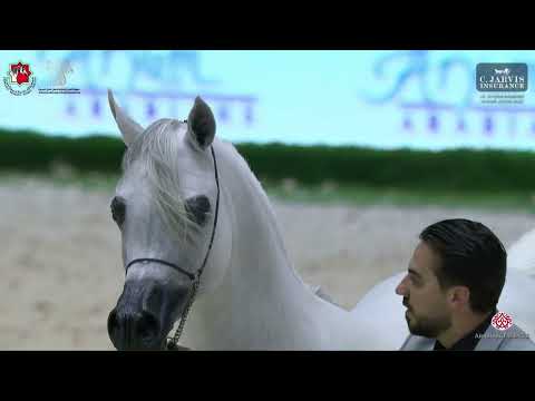 N 210 POSEIDON K A   Al Shiraa Arabian Horse Show 2025   Stallions 4+ Years Old   Section B Class 8B