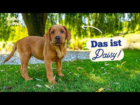 Puppy arrival - My experiences in the first weeks