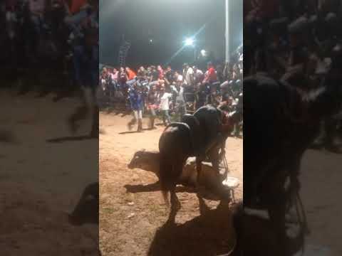 Toros Coleados en el municipio Tinaco Cojedes