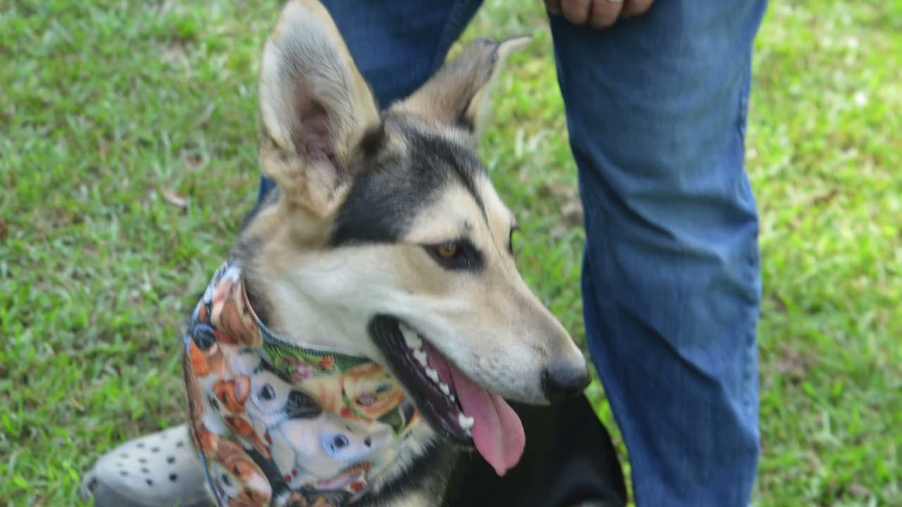 Enlarge Lucy, an adoptable mixed breed in Bridgeport, NY video 6/6