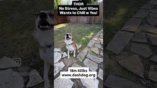 Video preview image #1 Australian Shepherd Puppy For Sale in Dallas, TX, USA