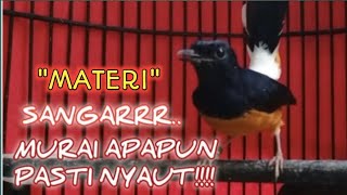 Download lagu Burung murai gacor KEJAM BIKIN LAWAN TERPANCING EMOSI, Full materi mp3