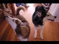 Mishka The Talking Husky Is Moving