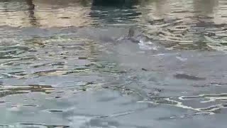 Una balenottera avvistata nel porto di Napoli