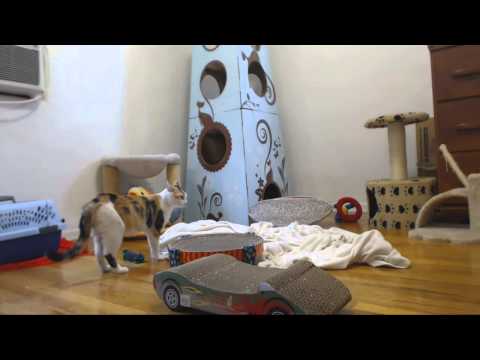 Classical Kittens - Kiri and Cecilia