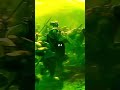 Elves VS Dwarves LOTR and Hobbit