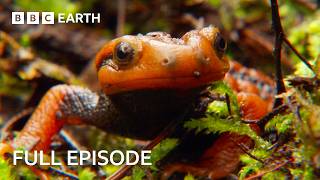 Exploring The Beauty of Shangri-La | FULL EPISODE | Wild China | BBC Earth