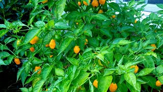 Pepper Plants UPDATE  - 2025 October Hot Pepper Growing