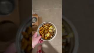 Video preview image #1 Poodle (Miniature) Puppy For Sale in Rosenberg, TX, USA