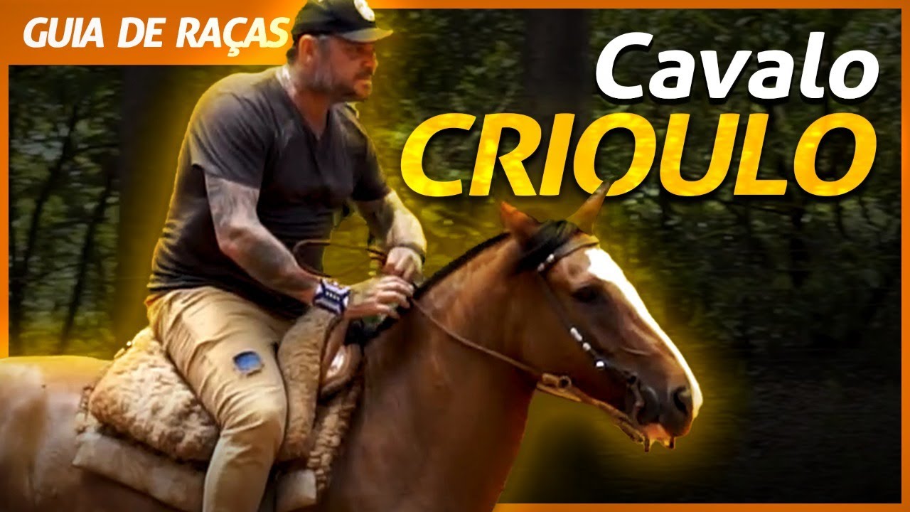 CAVALO CRIOULO, O ORGULHO GAÚCHO! | RICHARD RASMUSSEN