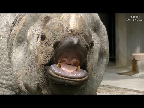 サイ:種類、特徴、生息地 - サイの種類