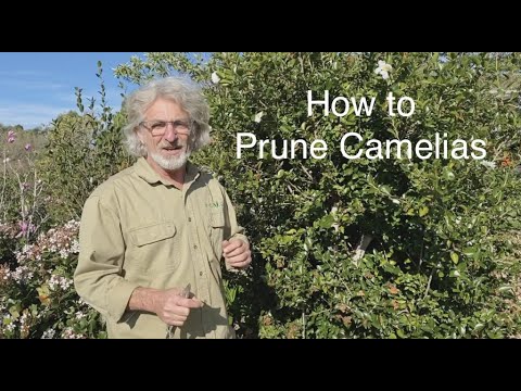 How to Prune Camelias