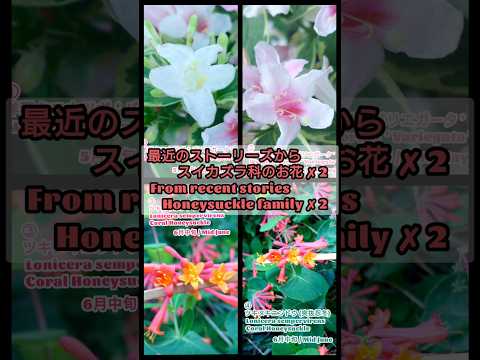 園芸 ケープスイカズラ