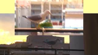 Seagulls have the Mount Kimbie spirit 4