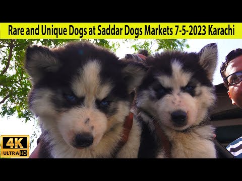 Rare and Unique Dogs at Saddar Dogs Kutta Market Karachi 7-5-2023
