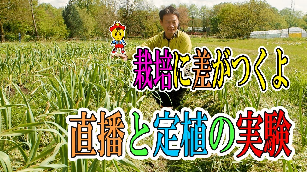 ニンニクの直播きと定植の比較実験