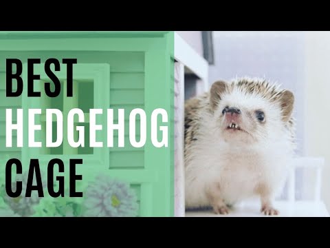 6 Best Hedgehog Cages of 2022 - Reviews & Top Picks